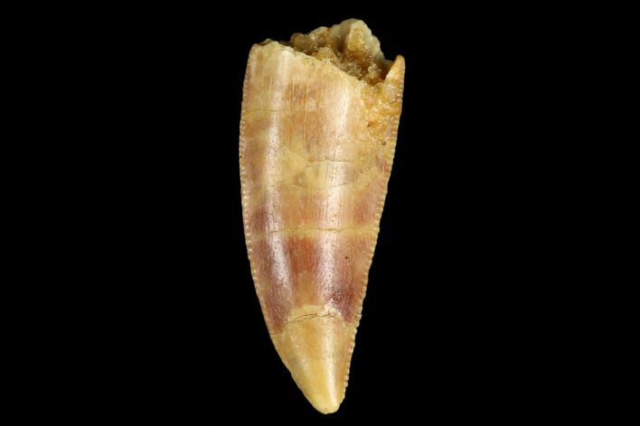 Serrated, Raptor Tooth - Real Dinosaur Tooth #179632